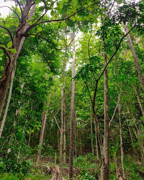 Rubber Trees | Kerala | Forest Kerala Forest Photography, Minimal Photography, Rubber Tree, Forest Photography, Tropical Forest, Lost Soul, Kerala, Tree Trunk, The Globe