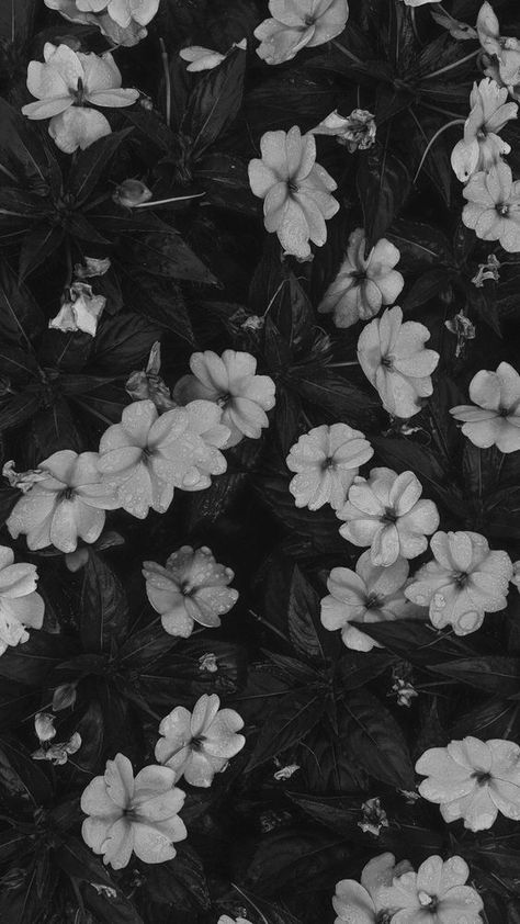 Black Flower Background Aesthetic, Ipad Wallpaper Aesthetic Landscape Black, Black Flowers Aesthetic Wallpaper, Flower Aesthetic Black And White, Black And White Flowers Aesthetic, Dark Flower Aesthetic Wallpaper, Creepy Lockscreen, Creepy Wallpaper Aesthetic, Black Flowers Aesthetic