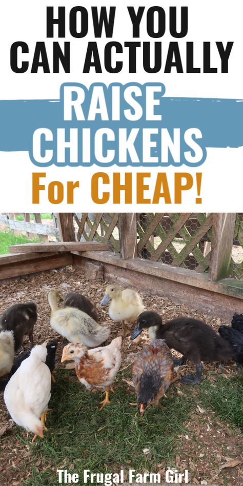 Coop Roost Ideas, Chicken Coop Roost Ideas, Chicken Coop Roost, Chickens 101, Chickens For Beginners, Chicken Roost, Raising Chicken, Small Backyard Design Layout, Raising Chicks