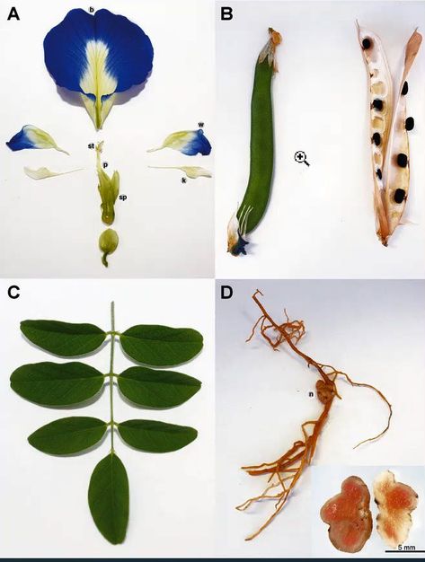 An article about the butterfly pea plant, Clitoria Ternatea, as its potential as an insecticide. Butterfly Pea Plant, Nitrogen Fixation, Natural Insecticide, Pea Plant, Types Of Butterflies, Scientific Diagram, Butterfly Pea Flower, Butterfly Pea, Seed Germination