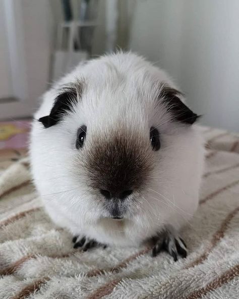 Guinea Pigs Cute, Ginue Pigs, Gunia Pig Cute, Gueina Pigs Cute, Ginne Pig Pets, Cute Guenia Pigs, Guinea Pigs Funny, Guinea Pig Quotes, Genuia Pigs