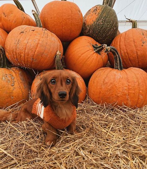 15 Funny Halloween Costumes for Dachshunds Fall Dog Photos, Dachshund Pumpkin, Halloween Puppy, Puppy Heaven, Animal Photoshoot, Dog Thanksgiving, Really Cute Puppies, Dog Photoshoot, Fall Dog