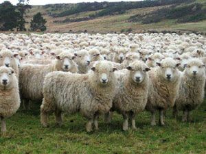 A Herd of Sheep Beautiful Farms, Herd Of Sheep, Baa Baa Black Sheep, Sheep Breeds, Counting Sheep, Sheep And Lamb, The Good Shepherd, The Shepherd, Mountain Man