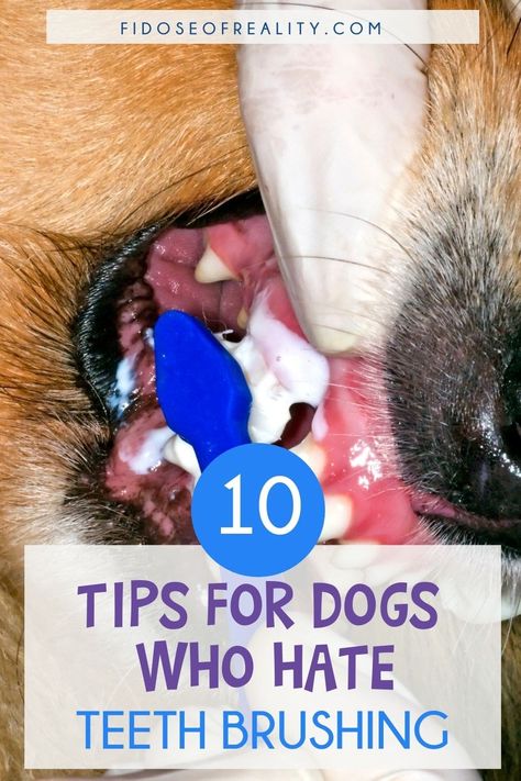 10 Tips For Dogs Who Hate Teeth Brushing - Fidose of Reality Dog Weight Chart, Dog Hygiene, Dog Teeth Care, Dog Whelping, Pet Dental Health Month, Brushing Dogs Teeth, Tips For Dogs, Dogs Teeth, Natural Dog Chews