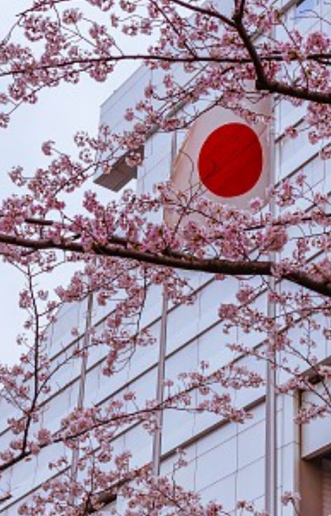 Japan flag with cherry blossoms Flag Aesthetic, Japanese Flag, Japan Flag, Japan Aesthetic, Cherry Blossoms, Cherry Blossom, Cherry, Flag, Japan