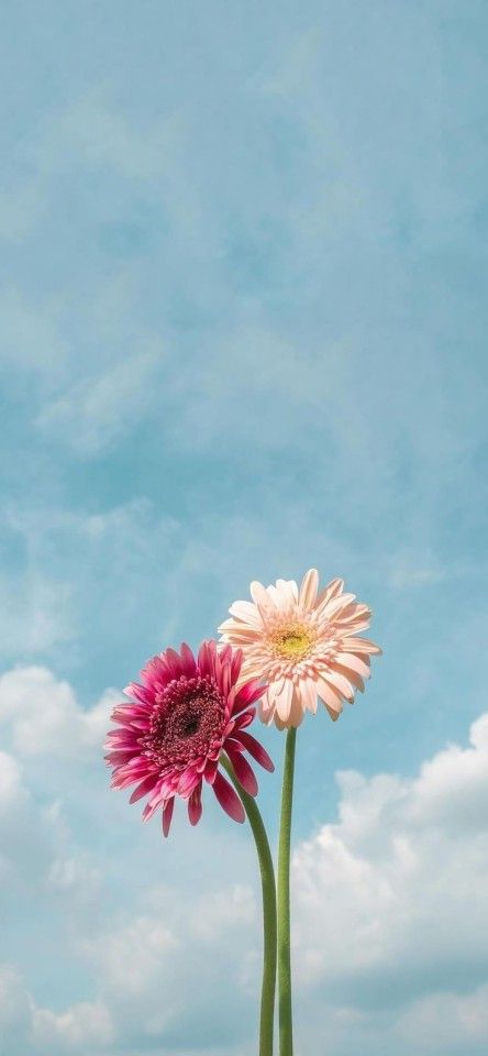 The-Photograph Samsung Mobile Phone, Gerbera Flower, Iphone Wallpaper Landscape, Pretty Wallpapers Tumblr, Flowers Photography Wallpaper, Flower Iphone Wallpaper, Sunflower Wallpaper, Cute Flower Wallpapers, Wallpaper Nature Flowers