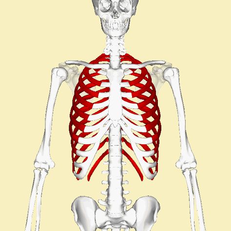 Ada banyak kemungkinan penyebab tulang rusuk nyeri, seperti: cedera, costochondritis atau sindrom Tietze, kanker, radang selaput dada, fibromyalgia, Tulang Rusuk, Cervical Spondylosis, Physiotherapy Clinic, India School, Swami Vivekananda, Neck Pain, Best Teacher, Ipa, Bones