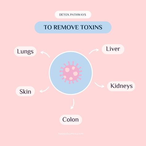 These 5 organs are helping us eliminate toxins every day, keeping what’s important, and getting rid of what’s not. 

Did you know that coffee enemas help to boost phase 1 and 2 of the liver detoxification process to assist in breaking down toxins into less harmful substances and removing them from the body safely.  

https://happybumco.com/blogs/news/the-importance-of-detox-pathways-and-how-coffee-enemas-can-assist 

#coffeeenema #detox #detoxing #detoxpathways #happybumco Detoxing Your Armpits, Detox Pathways, Alcohol Detox Symptoms, Mind Detoxification, How To Detox Your Body From Heavy Metals, Liver Detoxification, Remove Toxins, Our Body, Did You Know