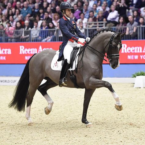 Dresagge Horse, Valegro Horse Dressage, Grand Prix Dressage, Horse Riding Dressage, Dressage Horses Photography, Valegro Horse, Dressage Photography, Horse Eventing, Roan Horse