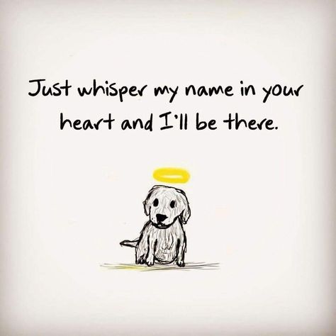 I Miss My Dog Pet Loss, Losing A Pet Quotes, Dog Heaven Quotes, Miss My Dog, Cat Anatomy, Dog Quotes Love, Heaven Quotes, Dog Heaven, Dog Loss