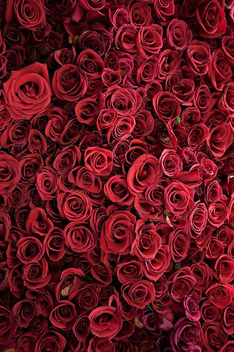 Red Roses Photography, Shed Inspiration, Roses Photography, Roses Wall, Rustic Rose, Rose Gardening, Roses Blue, Roses Black, Romantic Photography