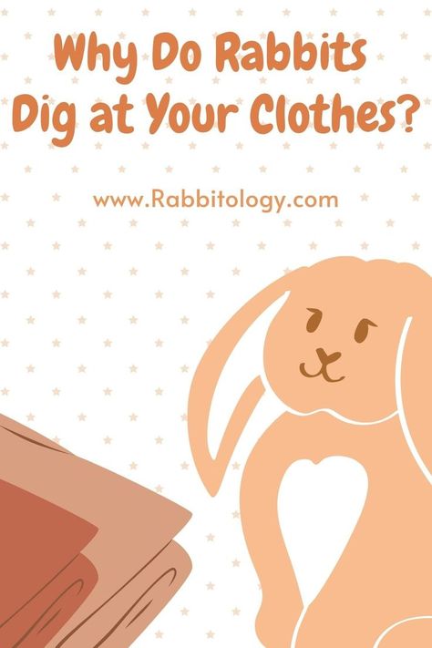 Flemish Giant Rabbit, Rabbit Behavior, Giant Rabbit, Flemish Giant, Bunny Room, Pet Bunny Rabbits, Rabbit Clothes, Bunny Care, Rabbit Cages