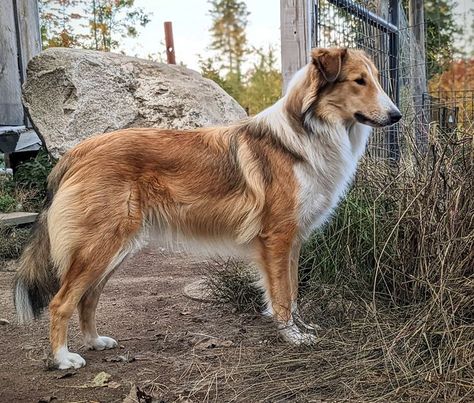 Welsh Sheepdog, Scotch Collie, Collie Breeds, English Shepherd, Future Farms, Collie Mix, Rough Collie, Water Dog, Collie Dog