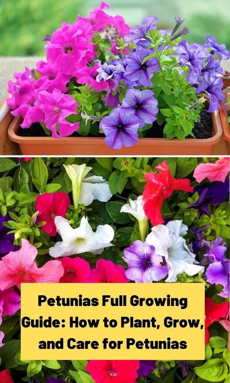 Pretty, popular, petunias are not difficult to grow. Learn the basics of growing petunias and you'll be on your way to capturing their beauty! Planting Petunias In Pots, Petunias In Pots, Growing Petunias, Petunia Care, Natural Plant Fertilizer, Trailing Petunias, Plant Garden Ideas, Petunia Flowers, Wave Petunias