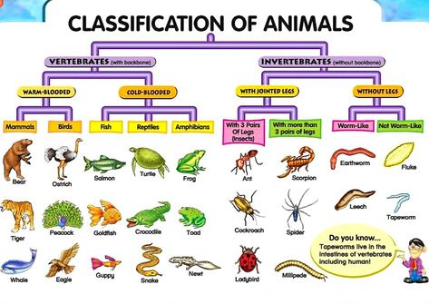 Classification Of Animals, Classifying Animals, Science Wallpaper, Science Logo, Vertebrates And Invertebrates, Notes Life, Science Design, Animal Classification, Mammary Gland