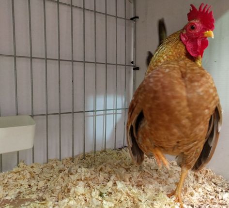 Serama coops and housing. - Cluckin Serama Chicken Coop, Serama Chicken, Bantam Chickens, Biggest Chicken, Chicken Nesting Boxes, Clean Bed, Chicken Farming, Small Chicken, Chicken Breeds