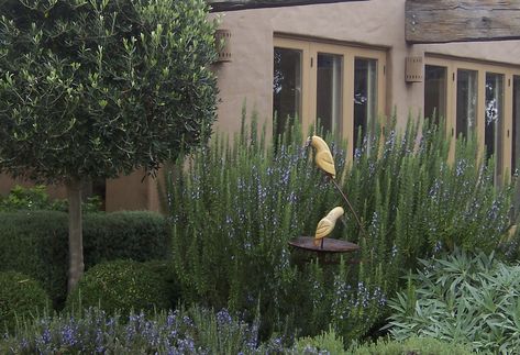 Tuscan Blue Rosemary, Growing Rosemary, Tuscan Garden, Rosemary Plant, Planting Shrubs, Patio Plants, Mediterranean Garden, Agaves, Tuscan Style