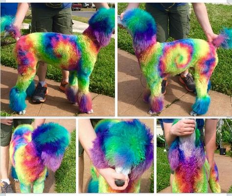 Extreme grooming/ tie dye dog/ #barksa Poodle Colors, Dog Hair Dye, Creative Dog Grooming, Pet Shed, Dog Grooming Styles, Dog Grooming Shop, Creative Grooming, Getting A Dog, Rainbow Images