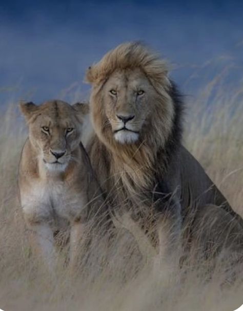 Lion Couple, Lion King Pictures, Lion Photography, Lions Photos, Lion And Lioness, Lion Love, Lion Images, Lion Pictures, Caption This