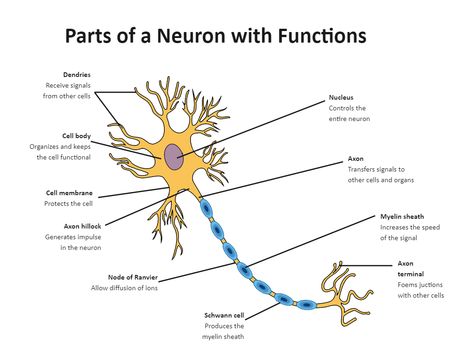 Neuron Diagram, Neuron Model, Intro To Psychology, Biology Diagrams, Brain Neurons, Science Diagrams, Ap Psych, Brain Models, Biology Projects