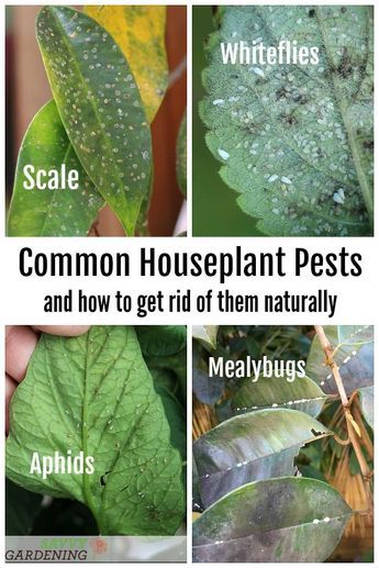 House Plant Pests, Houseplant Pests, Plant Deficiencies, Homemade Plant Food, Plant Bugs, Plant Pests, Plant Hacks, White Flies, Plant Problems