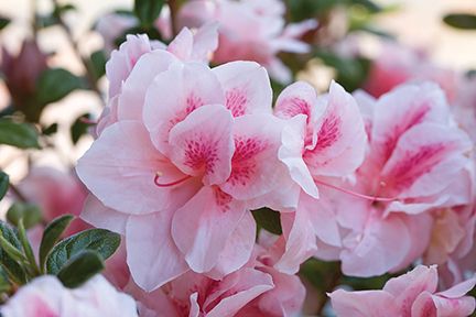 Encore Azalea Autumn Chiffon Azaleas Landscaping, Azalea Shrub, Shade Loving Shrubs, Plants Under Trees, Foundation Planting, Garden Shrubs, Flowering Shrubs, Evergreen Shrubs, Shade Plants