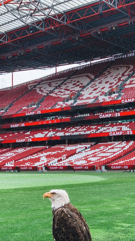 Benfica Wallpapers 4k, Portugal Football, Benfica Wallpaper, Football Wallpaper, Iphone Wallpaper, Portugal, Soccer, Black And White, Art