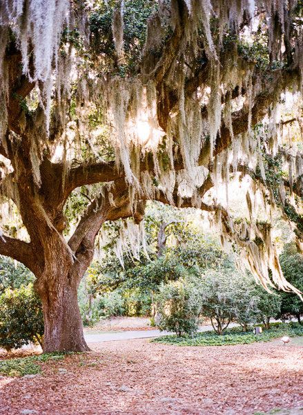 Something about willow trees... gets me every time. Spanish Moss Trees, Oak Tree Tattoo, Meditation Garden, Cottage Wedding, Jekyll Island, Southern Bride, Spanish Moss, Southern Weddings, Southern Girl