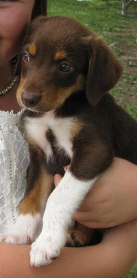 chocolate lab australian shepard mix - Google Search my two favorites combined <3 Australian Shepard Mix, Australian Shepherd Red Tri, Aussie Mix, Aussie Shepherd, Crazy Dog Lady, Beagle Mix, Labrador Retriever Puppies, Adorable Puppy, Blue Merle