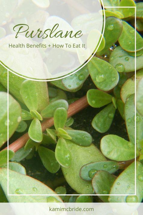 Often seen as a pesky weed, edible purslane is nothing less than a superfood! Find out the health benefits of purslane, plus how to harvest and eat it. #purslane #edibleweeds #foraging Purslane Benefits, Purslane Flowers, Purslane Recipe, Purslane Plant, Herbal Medicine Recipes, Edible Wild Plants, Plant Benefits, Perennial Vegetables, Garden Labels