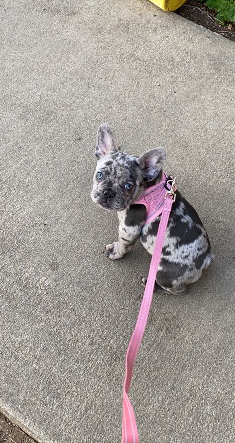 Blue Merle French Bulldog, Merle Frenchie, Merle French Bulldog, Blue Merle, French Bulldog, Bulldog, Dogs, Animals, Blue