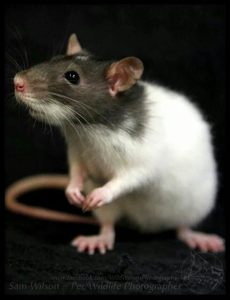 Adorable Rats, Baby Rats, Mouse Photos, Fancy Rat, Animals Photography, Cute Rats, A Rat, Mouse Rat, Pet Rats