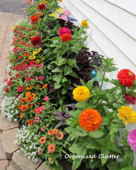 Zinnia Garden, Backyard Flowers Garden, Organized Clutter, Dahlias Garden, Backyard Flowers, Zinnia Flowers, Garden Wallpaper, Flower Landscape, Annual Flowers