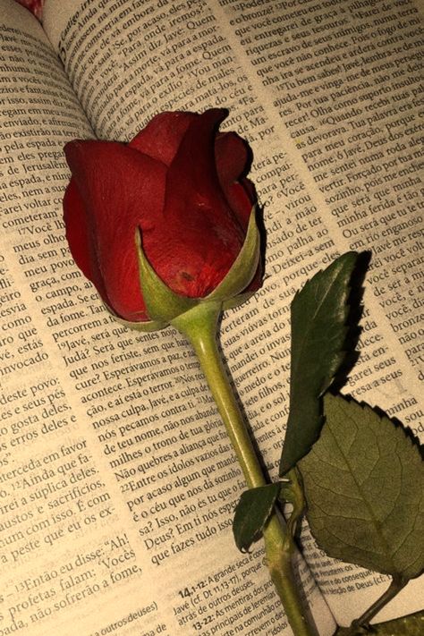 A photo of a rose laying in a book Red Rose Aesthetic, Rose Day Pic, Interesting Health Facts, Rose Pic, Rosé Portrait, Old Fashioned Love, Red Bangles, Rose Aesthetic, Red Roses Wallpaper