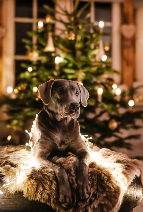 Christmas Photoshoot With Dog Picture Ideas, Diy Dog Christmas Photoshoot, Christmas Photo With Dog, Dog Holiday Photoshoot, Dog Photoshoot Christmas, Christmas Card Photo Ideas With Dog, Photo Shoot With Dog, Holiday Pet Photography, Christmas Dog Photography