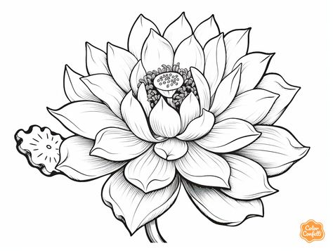 illustration of Lotus flower coloring Lotus Flower Colors, Lotus Flower Images, Cuadros Diy, Stencils Printables, Flower Coloring Pages, Bottle Painting, Lotus Flower, Free Kids, Paint Designs