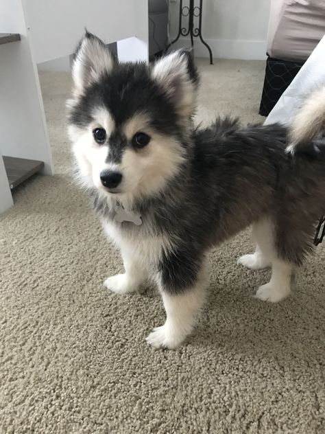 Mini Husky, Siberian Dog, Pomsky Dog, Pet Wolf, Preppy Dog, Cute Small Dogs, Super Cute Puppies, Cute Dog Photos, Very Cute Dogs