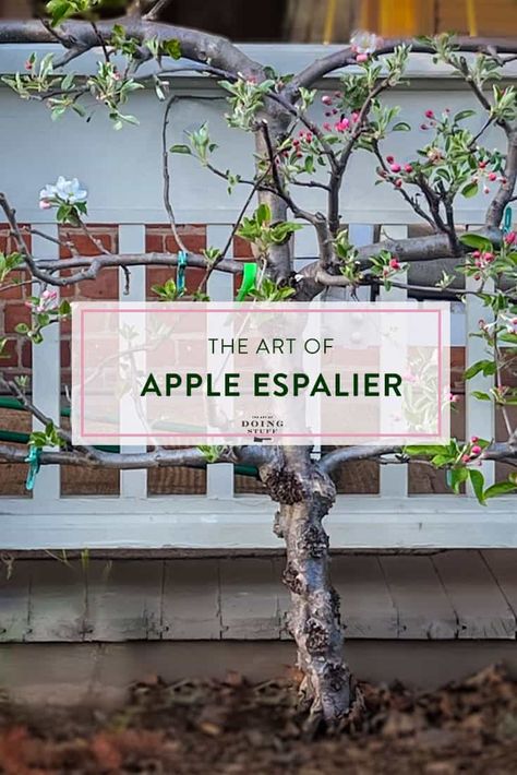 Growing a Flat Apple Tree: The Art of Espalier How To Grow Apple Trees, Espalier Apple Tree, Apple Espalier, Apple Tree From Seed, Espalier Fruit Trees, Growing Zucchini, Garden Renovation, Front Porch Railings, Wire Clamp