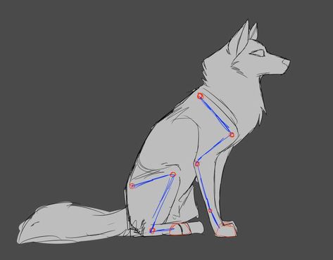 Wolf Anatomy Tutorial | Wolf Fantasy Amino Anatomy Drawing Sitting, Wolf Anatomy Drawing, Wolf Anatomy, Anatomy Character Design, Wolf Reference, Wolf Drawing Easy, Drawing Sitting, Wolf Standing, Wolf Poses