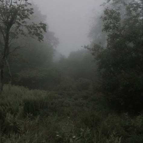 Foggy Forest, Dark Nature, Cloudy Day, Nature Aesthetic, Middle Age, Synthetic Fiber, In The Woods, Release Date, My Aesthetic