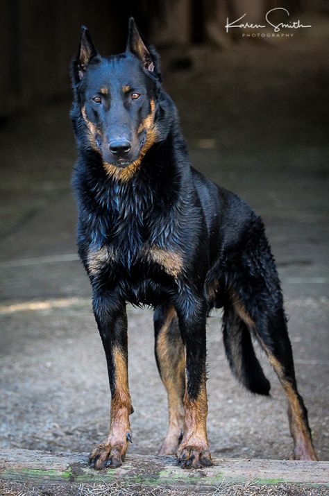 Royal Dog Breeds, Scary Dog Breeds, Scary Dogs Breeds, Pretty Dog Breeds, Beauceron Puppy, Wolf Dog Breeds, Mean Dog, Beauceron Dog, Scary Dog