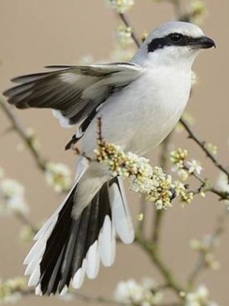 Great Grey Shrike, Lanius excubitor, photo by Michel // Flickr- Photo Sharing! Shrike Bird, Shrike Tattoo, Different Birds, All Birds, Bird Pictures, Small Birds, Birds Of Prey, Bird Photo, Colorful Birds