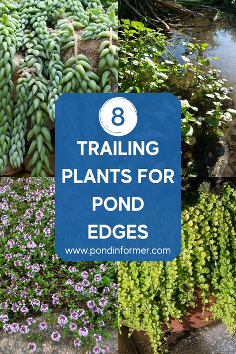 Around Pond Landscaping, Front Yard Fish Pond Ideas, Plants For Pond Edge, Easy Pond Plants, Planting Around A Pond, Garden Pond Edging Ideas, Backyard Pond Landscaping Ideas, Pond Garden Ideas Landscaping, Pond Landscape Ideas