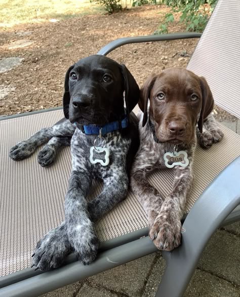 Only Him, Gsp Dogs, Gsp Puppies, German Shorthaired Pointer Dog, Cute Animals Puppies, Very Cute Dogs, Really Cute Dogs, Pretty Dogs, Bird Dogs