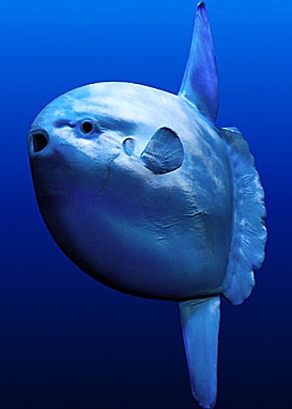 Sunfish ;) Weird Sea Creatures, Mola Mola, Fauna Marina, Life Under The Sea, Monterey Bay Aquarium, Ocean Fishing, Underwater Creatures, Underwater Life, Blue Fish