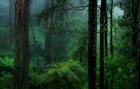 A Strong Place | Wet, cold rainy afternoon in the forest. Pa… | Flickr Iphone Wallpaper Rain, Congo Rainforest, Rainy Wallpaper, Uhd Wallpaper, Rain Wallpapers, Nature Background Images, Forest Background, Jungle Wallpaper, Wallpaper Dark