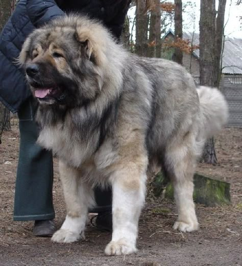 Caucasian Dog, Anime Dog Aesthetic, Russian Bear Dog, Alabai Dog, Dog Line Art Tattoo, Big Dogs Breeds, Biggest Dog In The World, Caucasian Shepherd Dog, Russian Bear