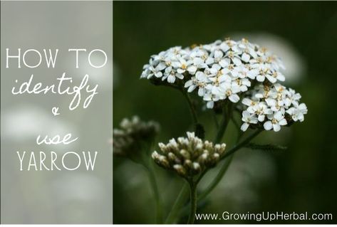 How To Identify and Use Yarrow Yarrow Plant, Yarrow Flower, Healing Plants, Herbal Healing, Wild Edibles, Herbs For Health, Flower Essences, Wild Food, Wild Plants