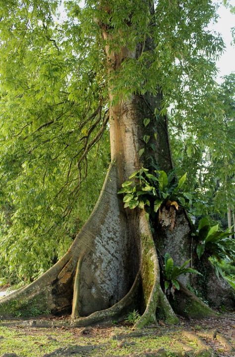 kapok tree base Zanpakuto Ideas, Rainforest Amazon, Tree Jungle, Jungle Trees, Kapok Tree, Rainforest Trees, Singapore Botanic Gardens, Rainforest Plants, Jungle Tree