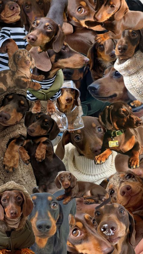 Dachshund Wallpaper, Puppy Wallpaper, Dachshund Art, Dangerous Animals, Very Cute Dogs, Dachshund Puppies, Dog Wallpaper, Weiner Dog